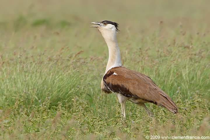 Great Indian Bustard Bird